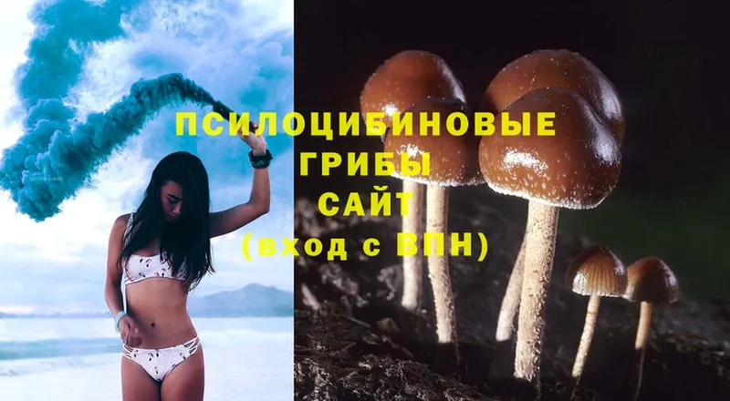 Псилоцибиновые грибы Psilocybine cubensis  Дагестанские Огни 